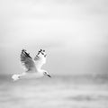 Bird Flying Over Ocean Black and White Royalty Free Stock Photo
