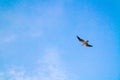 Beautiful seagull on blue sky background Royalty Free Stock Photo