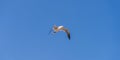 Beautiful Seagull in the blue sky