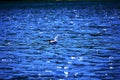 Beautiful seagull on the blue water, single bird on water