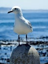 Beautiful seagull in Cape Town, sea promenade.