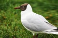 Beautiful seagull close-up on a background of green grass