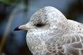 Beautiful seagull closeup