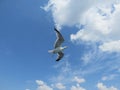 A beautiful seagull in flight against blue cloudy sky