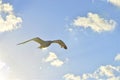 A beautiful seagull floating in the sky