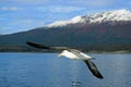 Beautiful seagull flying along with cruise ship on Beagle channel snow covered mountain in background, Ushuaia, Argentina