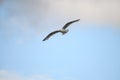 Beautiful seagull flying high on beautiful blue sky with cloud. Royalty Free Stock Photo