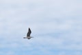 Beautiful seagull flying high in a cloudy sky