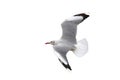 Beautiful seagull flying isolated on white background.