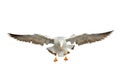 Beautiful seagull flying isolated on white background.