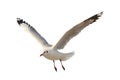 Beautiful seagull flying isolated on white background.