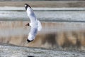 Seagull Flying Vertically Near Lake! Royalty Free Stock Photo