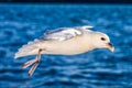 Beautiful Seagull flying over the ocean on iceland