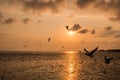 Beautiful seagull flying over sea in sunset background.Silhouette of seagull with sunset. Royalty Free Stock Photo