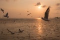 Beautiful seagull flying over sea in sunset background.Silhouette of seagull with sunset. Royalty Free Stock Photo