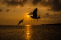 Beautiful seagull flying over sea in sunset background.Silhouette of seagull with sunset. Royalty Free Stock Photo