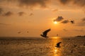 Beautiful seagull flying over sea in sunset background.Silhouette of seagull with sunset. Royalty Free Stock Photo