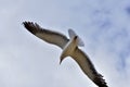 Seagull flying with its wings wide spread Royalty Free Stock Photo