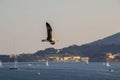 American black cathart bird on the seashoreflying gull above sea level