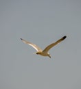 Seagull is flying against the sky Royalty Free Stock Photo