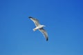 Beautiful seagull flying on the blue sky Royalty Free Stock Photo