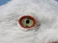 beautiful seagull with piercing terrifying eyes aggressive look Royalty Free Stock Photo