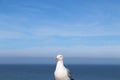 beautiful seagull with piercing terrifying eyes aggressive look