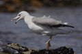 Beautiful seagull portrait