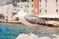 Beautiful seagull rests alone on the stone