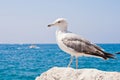 Beautiful seagull rests alone on the stone