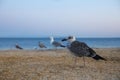 Beautiful seagull on sandy beach Royalty Free Stock Photo