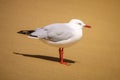 Beautiful seagull at the sandy beach Royalty Free Stock Photo