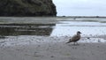 Beautiful seagull on seashore on cloudy day. Clip. Brown mottled seagull on sandy seashore. Seagull walks on seashore on