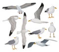 Beautiful seagull set, gray and white sea bird in different poses vector Illustrations on a white background Royalty Free Stock Photo