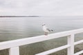 Beautiful seagull is sitting in port area. Seabird closeup, in a harbor. Gull standing on the fence on blurred Royalty Free Stock Photo