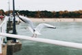 Beautiful seagull is sitting in port area. Seabird closeup, in a harbor. Gull standing on the fence on blurred Royalty Free Stock Photo