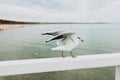 Beautiful seagull is sitting in port area. Seabird closeup, in a harbor. Gull standing on the white fence on blurred Royalty Free Stock Photo