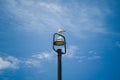 Beautiful seagull sitting on a top of street lamp Royalty Free Stock Photo