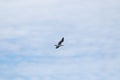 Beautiful seagull soaring high in a cloudy sky