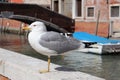 Seagull standing on one leg on Brighton in Venice Royalty Free Stock Photo