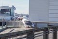 Seagull standing on the railing Royalty Free Stock Photo