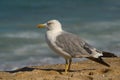 Seagull standing on the sand of a beach looking at the sea Royalty Free Stock Photo