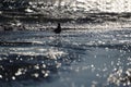 Beautiful seagull in the sun walking on the shore