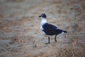 Beautiful seagull walking along the warm golden sands of the Caribbean Sea in the Mayan Riviera of Mexico Royalty Free Stock Photo