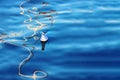 Beautiful seagull on the water with reflection. Space for text