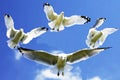 Beautiful seagulls fly in the blue sky Royalty Free Stock Photo