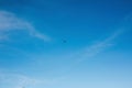 Beautiful seagulls flying in blue sky at sea. Sea birds seagulls soaring in sunny sky on tropical island at ocean bay or lagoon.