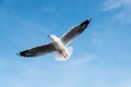 Beautiful Seagulls flying in the sky