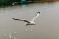 Beautiful seagulls flying in the sky.