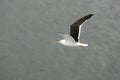 Beautiful Seagulls flying in the sky